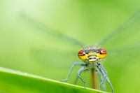 A close-up of a red damselfly on a leaf brushing itself