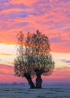 Farbexplosion in Maasland.