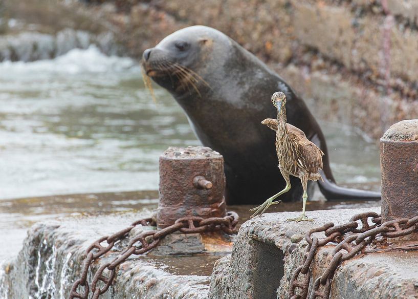 Selbstbewusster kleiner Reiher! von Lennart Verheuvel
