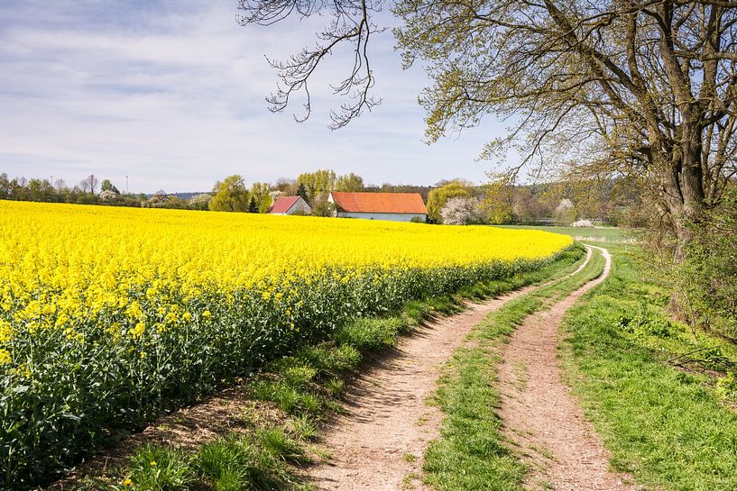 Veldweg langs een koolzaadveld van ManfredFotos