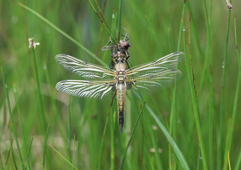 Vierfleck von Matthias Brix