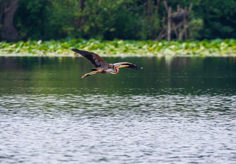 Flying purple heron by Merijn Loch