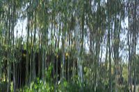 Birch forest