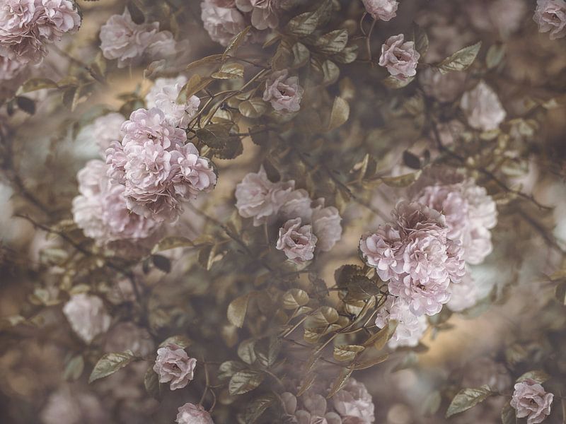 Rose Garden by Marina de Wit