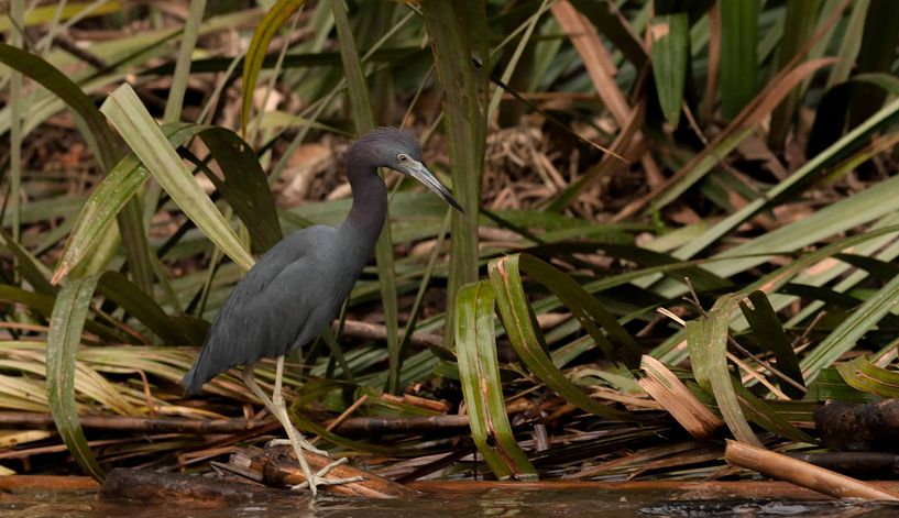 Blaureiher von Maarten Verhees