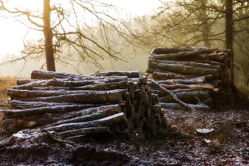 Posbank winter stammen par Dennis van de Water