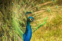 Toskanischer Pfau III