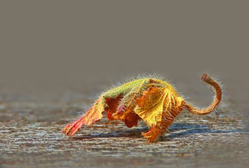 Tabletop.... (Autumn table top on wooden table) by Caroline Lichthart