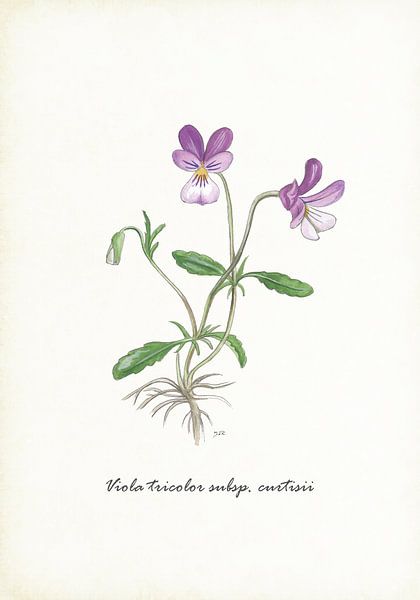 Dünen-Geige von Jasper de Ruiter