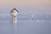 Rattenfänger-Würger