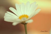 Gänseblümchen mit Sonnenuntergang