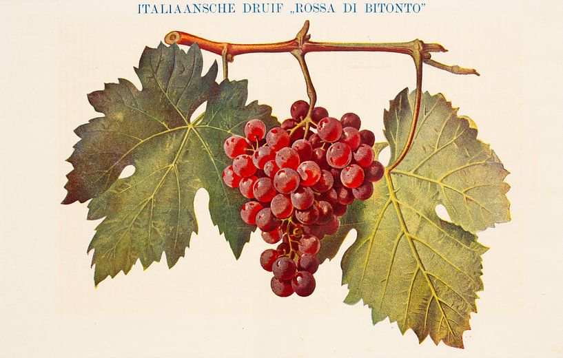Antique colour plate with Italian grape by Studio Wunderkammer