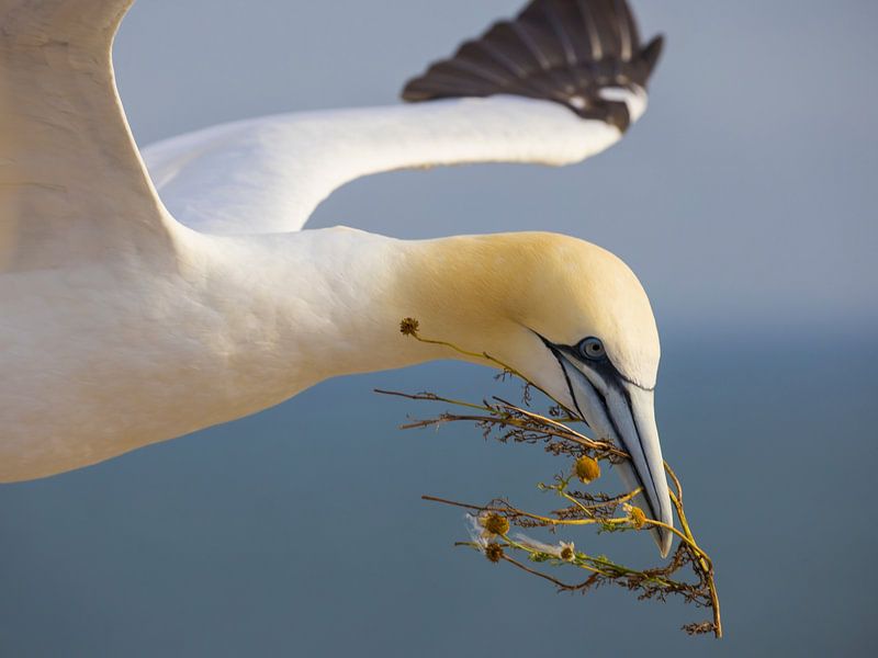 Vorbeiflug von Jan-Willem Mantel