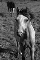 The horses on the ijsel