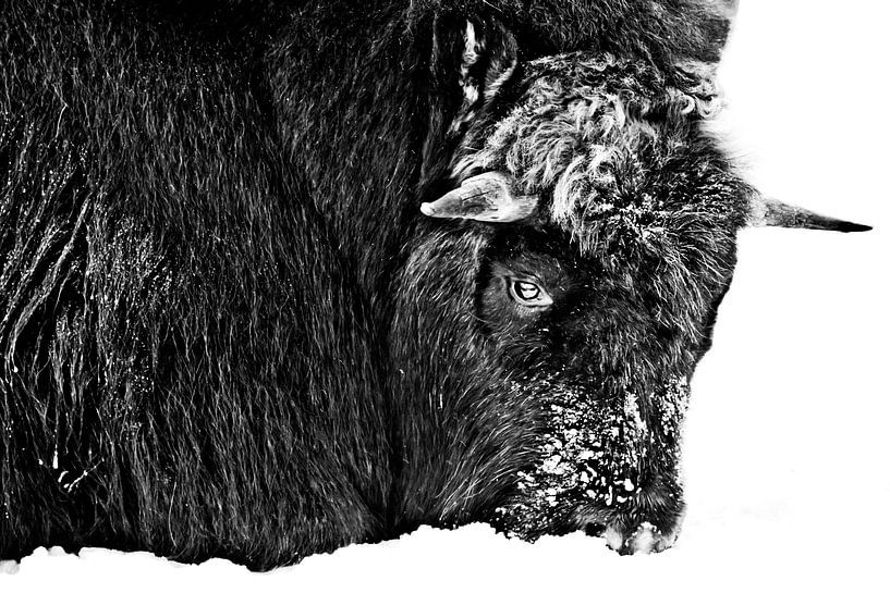 harschen nördlichen Moschusochse Nahaufnahme, mit Schnee bedeckt ist Winter und cold.Discolored, sch von Michael Semenov