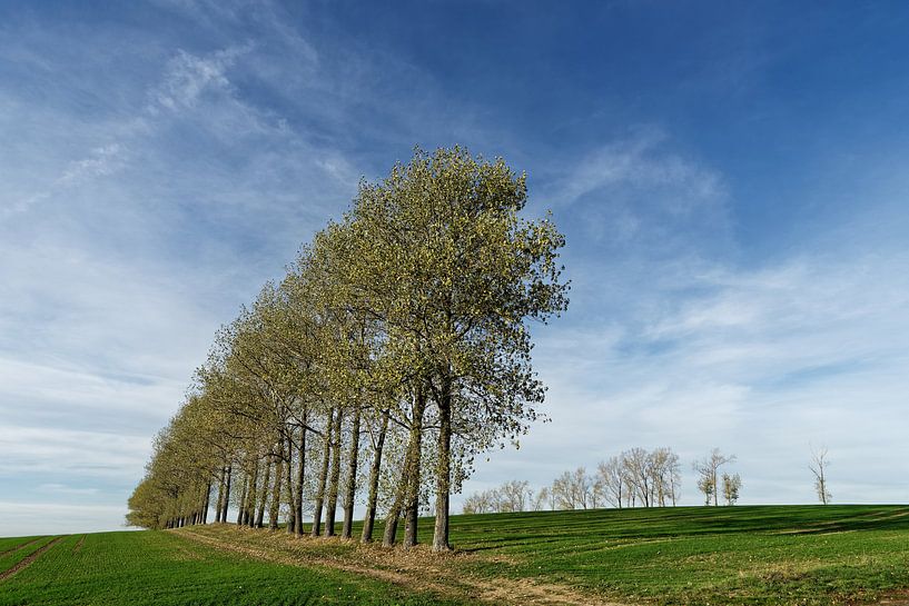 Row of trees on harvested field by Ralf Lehmann