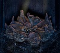 Troglodyte mignon, Troglodytes troglodytes