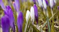 Flowers | Close-up white and purple crocuses