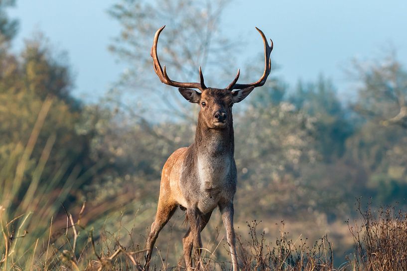 Big fallow deer stands right in front of the lens with a powerful expression by Jolanda Aalbers