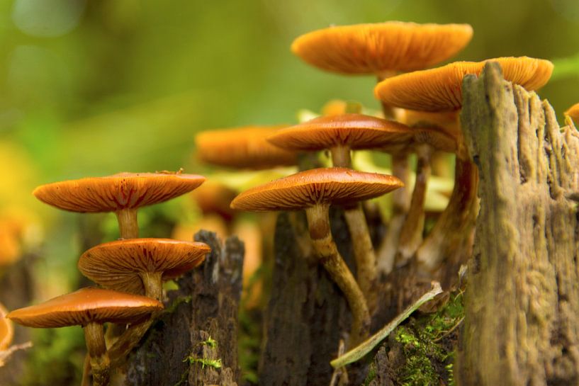 Paddenstoelen by Fotografia PB