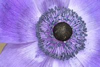Anemone