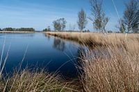 Wasser, trockenes Gras und eine Baumreihe im Bargermoor.