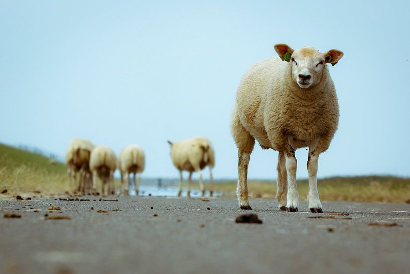 Des moutons sur Ameland par Génol de Jong