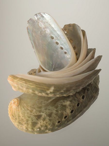 Stillleben eines Muschelstapels von Marjolijn van den Berg