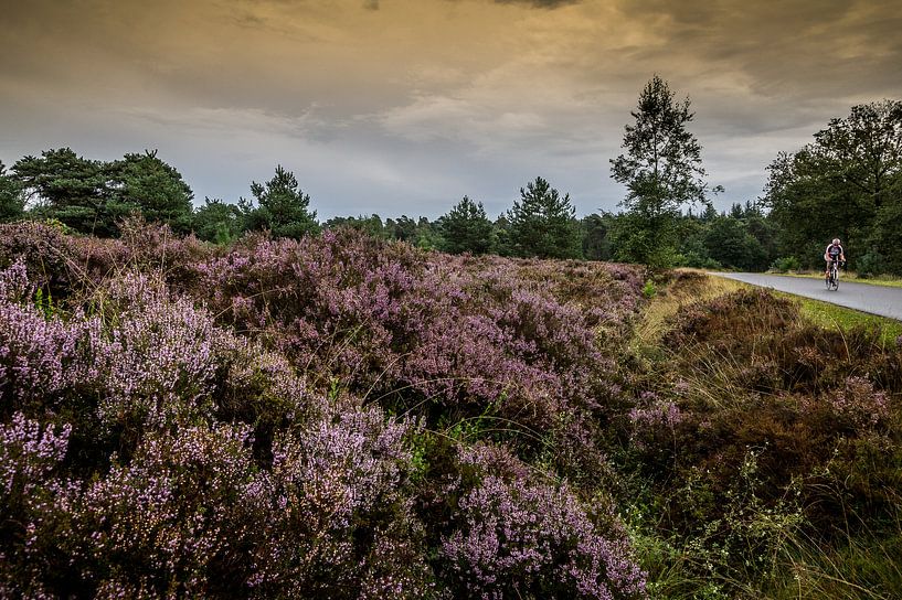fietser geniet van de bloeiende heide op Holterberg by huub claessens