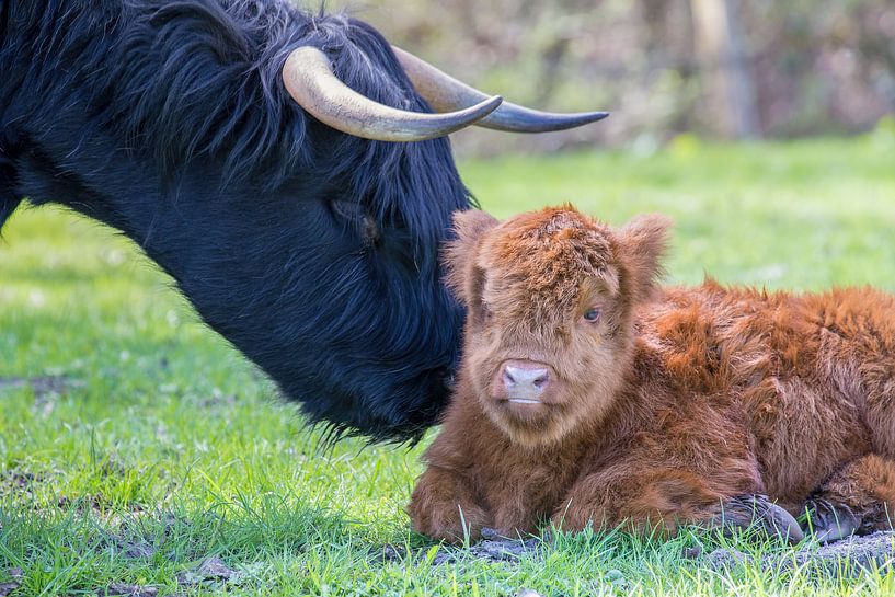 Newborn brown scottish highlander calf with head of black cow with horns by Ben Schonewille
