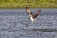 Osprey