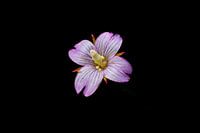 Mountain hogweed in low key
