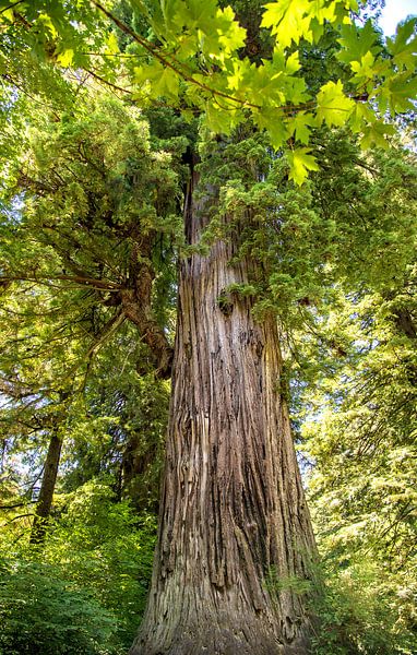 Boom, Tree by Corinne Cornelissen-Megens