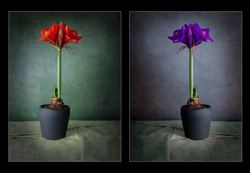 Fleurs d'amaryllis fusionnées en une seule image par Ton Buijs