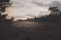 Lichtpunkt auf der Heide