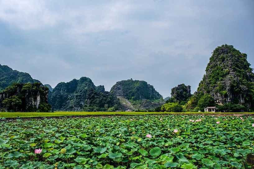 Lotus-Feld von Jan Vandenberghe