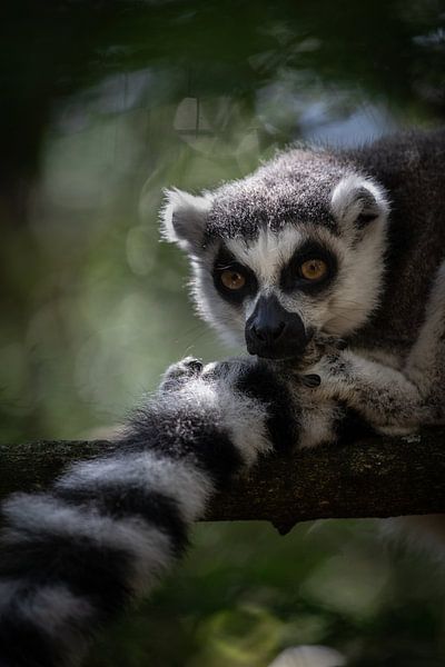 Maki - Südafrika von Joey van Megchelen