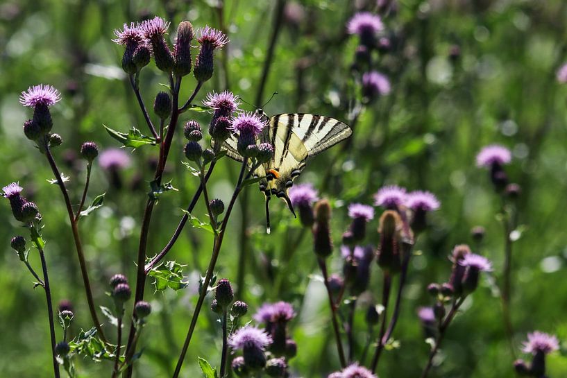 Glider butterfly on a thistle blossom by Reiner Conrad