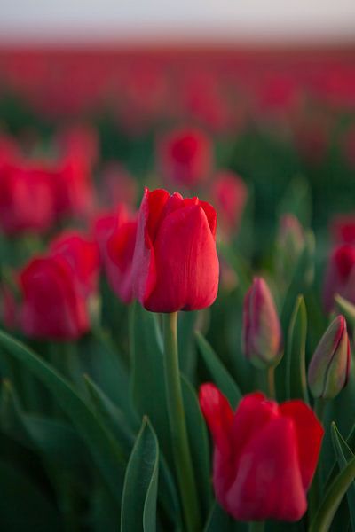 Rote Tulpen auf dem Tulpenfeld von t.ART