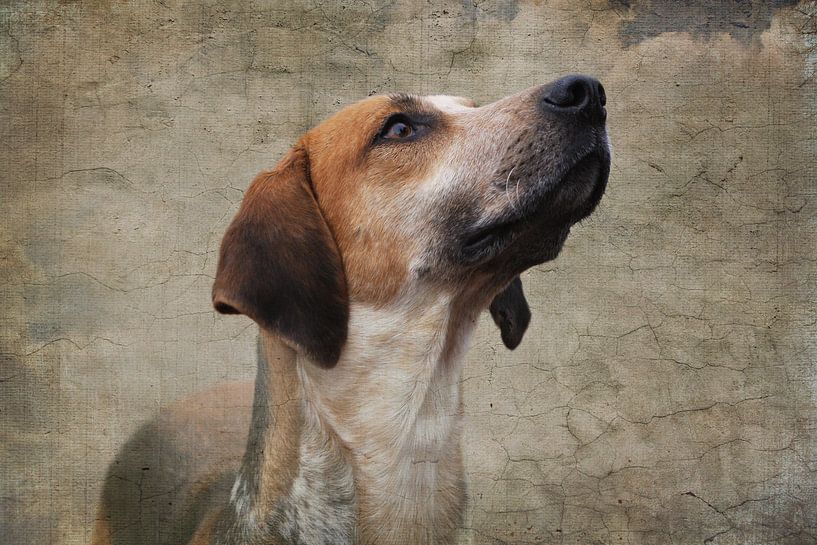 Foxhound on canvas von Wybrich Warns