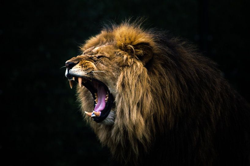 Lion rugissant par Patrick Verhoef