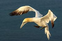 Jan van Gent während des Fluges