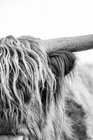 Textuur en Kracht Schotse Hooglander in Detail