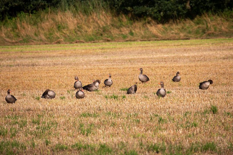 Wild ducks on agricultural land by Bianca Meyering Fotos - BMF
