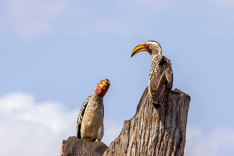 2 hornbills by Petra Lakerveld