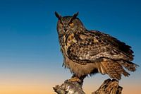 Uhu bei Sonnenuntergang
