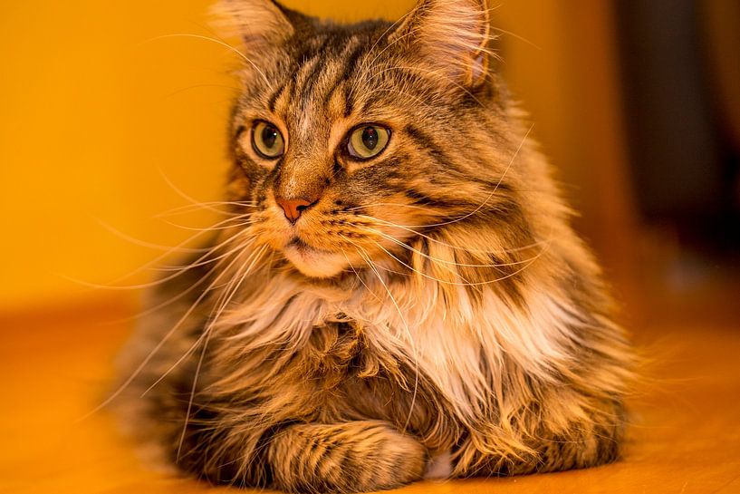 Katze - Maine Coon männlich Portrait von Gerwin Schadl