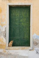 un chat pour une vieille porte