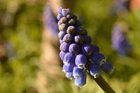 Close-up of blue grape with shade