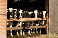 Koeien proeven de lente bij de ingang van de stal.